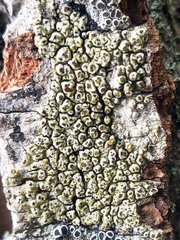Pertusaria rubefacta