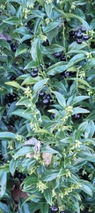 Sarcococca confusa