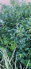 Sarcococca confusa