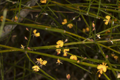 Jacksonia chappilliae