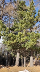 Pinus cembra