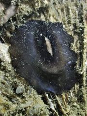 Scutus unguis
