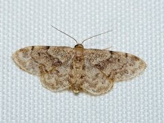 Idaea inquinata