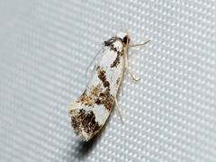 Machetis aphrobola