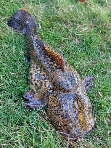 Cephalosilurus apurensis