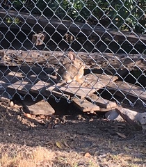 Sylvilagus audubonii