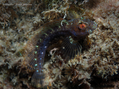 Parablennius marmoreus