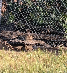 Sylvilagus audubonii