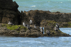 Phalacrocorax punctatus oliveri