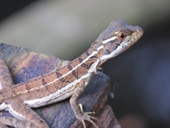 Basiliscus
