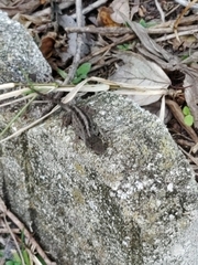 Anolis sagrei