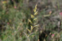 Helictochloa bromoides bromoides