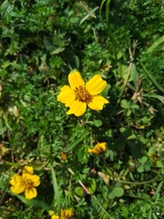 Bidens anthemoides