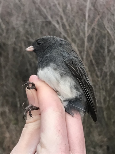 Dark-eyed Junco photographed in Kansas