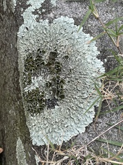 Xanthoparmelia cumberlandia