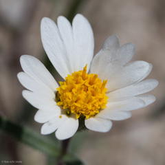 Layia glandulosa