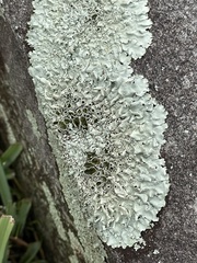 Xanthoparmelia cumberlandia