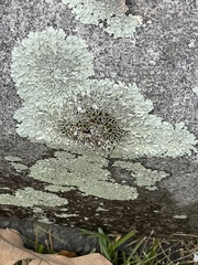 Xanthoparmelia cumberlandia