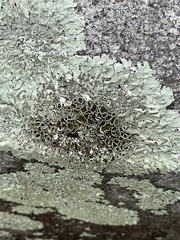 Xanthoparmelia cumberlandia