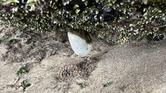 Eudistoma elongatum