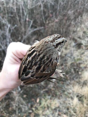 Song Sparrow photographed in Kansas