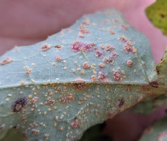 Miyagia pseudosphaeria