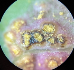 Miyagia pseudosphaeria