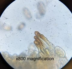 Miyagia pseudosphaeria