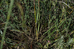 Helictochloa bromoides bromoides