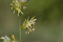 Helictochloa bromoides bromoides