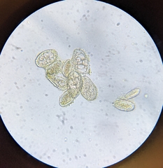 Miyagia pseudosphaeria