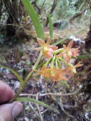 Epidendreae