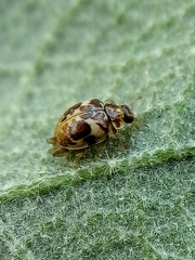 Psyllobora bicongregata