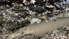 Eudistoma elongatum