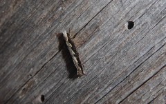 Erechthias fulguritella