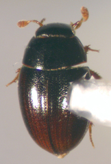 Cercyon pygmaeus