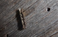 Erechthias fulguritella