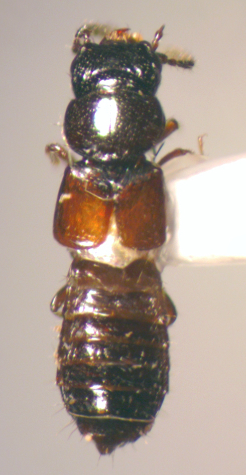 Platystethus americanus