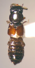 Platystethus americanus