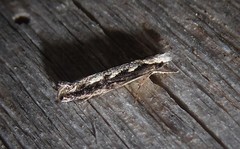 Erechthias fulguritella