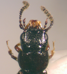 Platystethus americanus