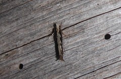 Erechthias fulguritella