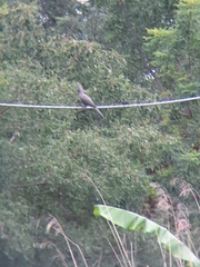 Corythaixoides concolor concolor