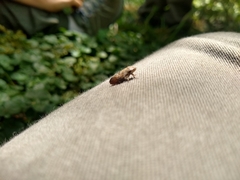 Insecta
