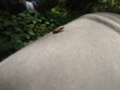 Insecta