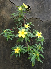 Turnera angustifolia