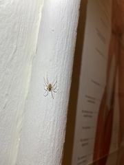 Scytodes thoracica
