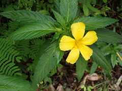 Turnera angustifolia