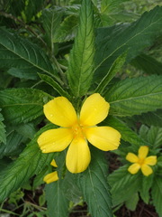 Turnera angustifolia