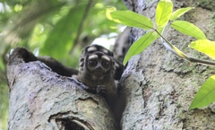 Aotus griseimembra